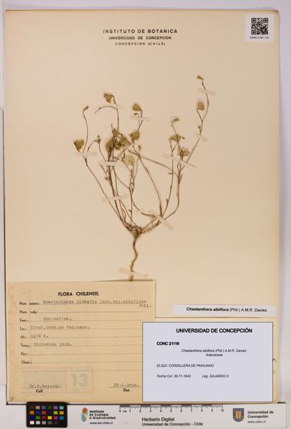 Chaetanthera albiflora [Espécimen: UDEC:CONC:0021116]