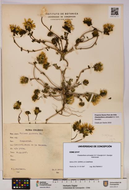 Chaetanthera schroederi [Espécimen: UDEC:CONC:0021117]