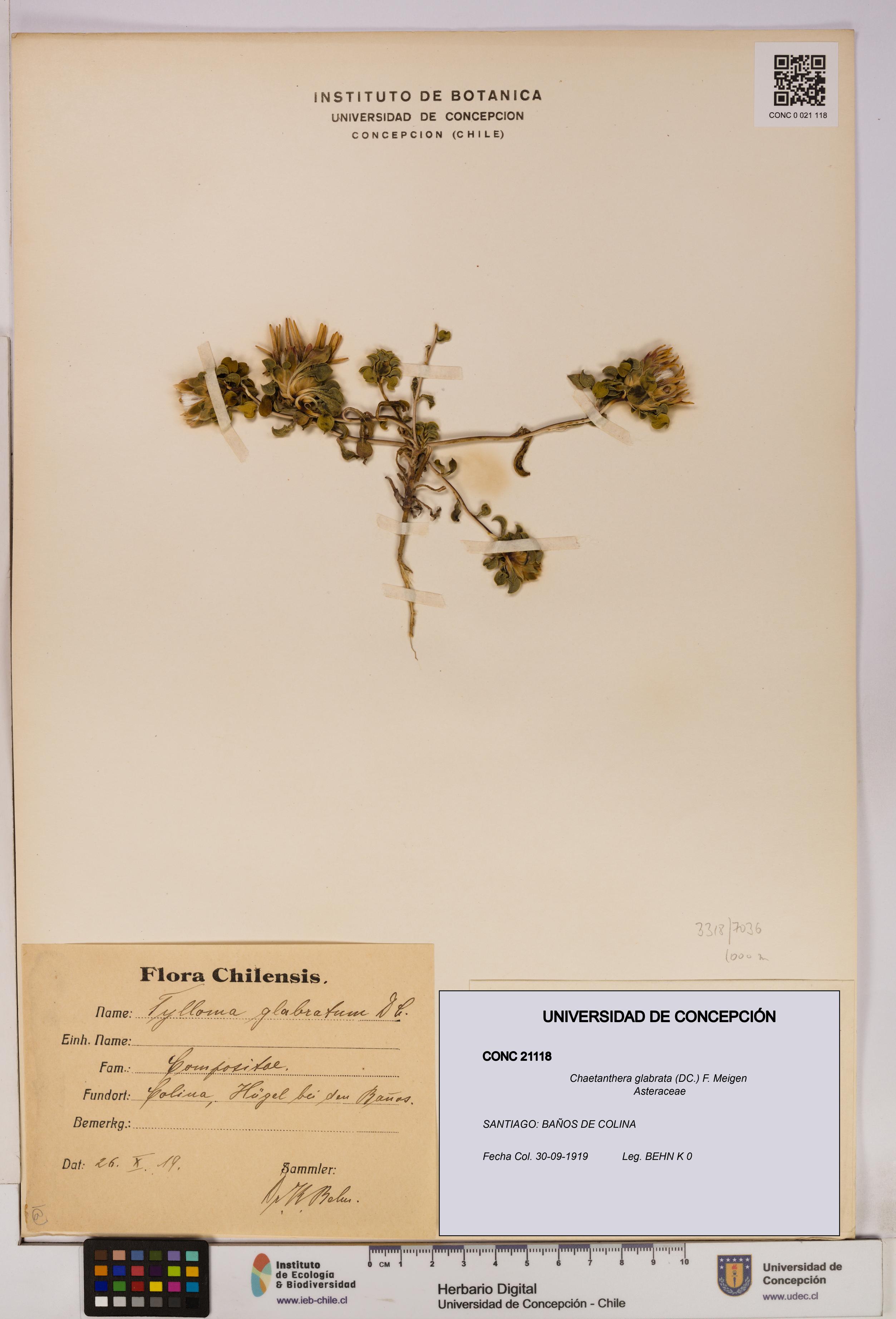 Chaetanthera glabrata [Espécimen: UDEC:CONC:0021118]