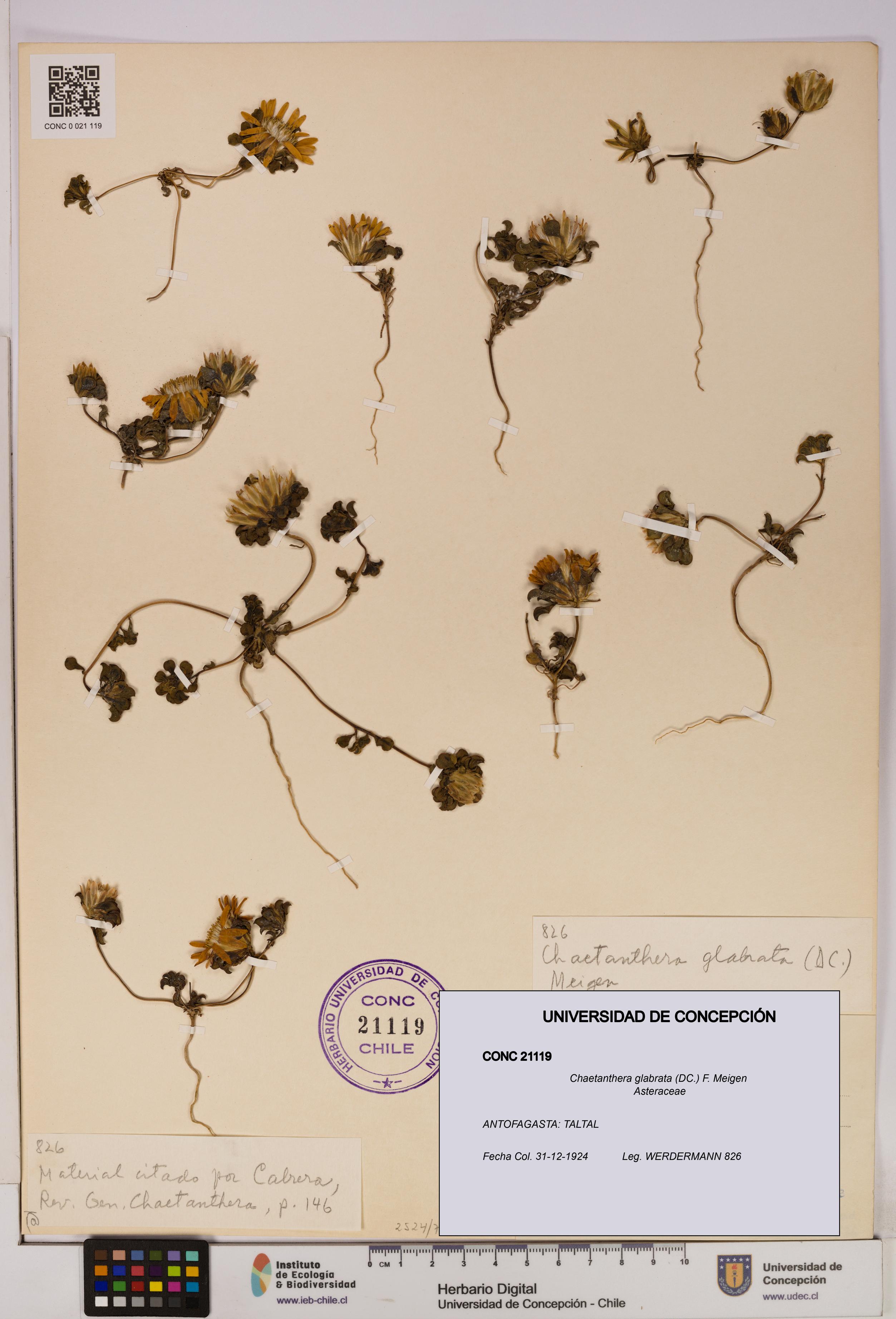 Chaetanthera glabrata [Espécimen: UDEC:CONC:0021119]