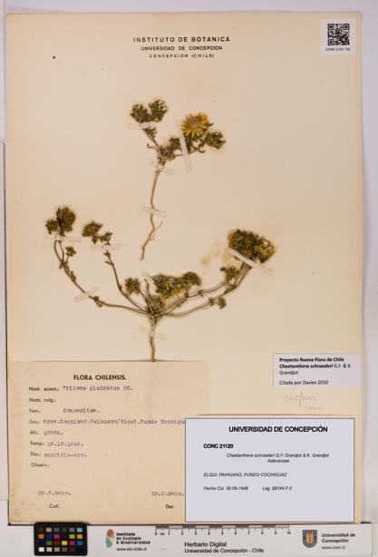 Chaetanthera schroederi [Espécimen: UDEC:CONC:0021120]