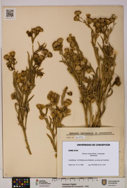 Senecio ricardii [Espécimen: UDEC:CONC:0021121]