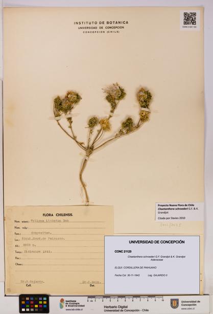 Chaetanthera schroederi [Espécimen: UDEC:CONC:0021123]