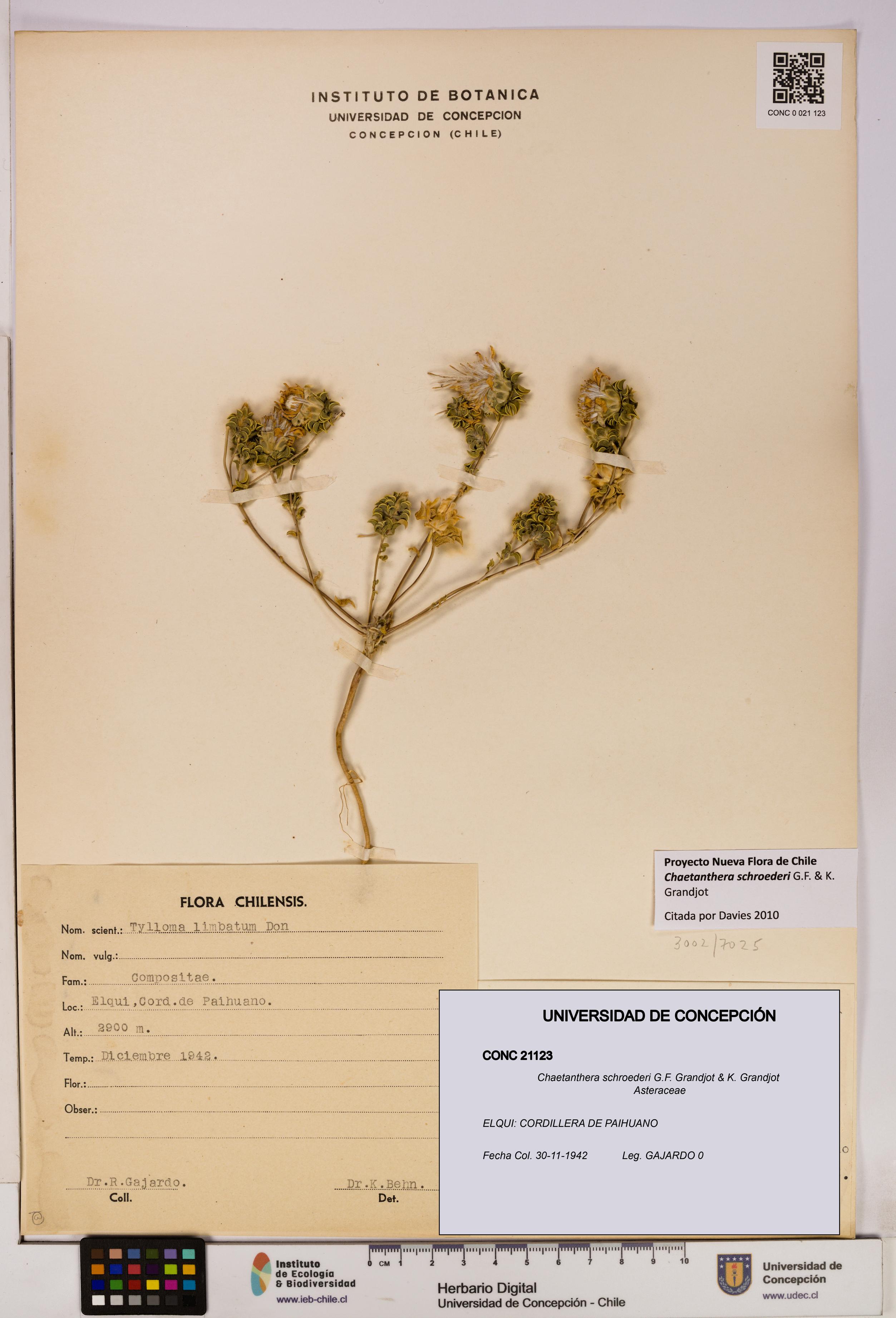 Chaetanthera schroederi [Espécimen: UDEC:CONC:0021123]