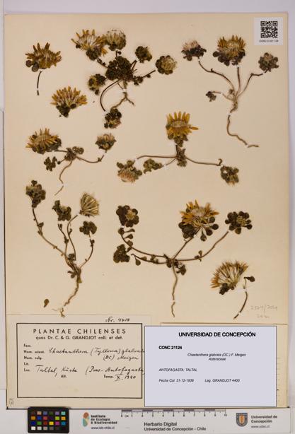 Chaetanthera glabrata [Espécimen: UDEC:CONC:0021124]