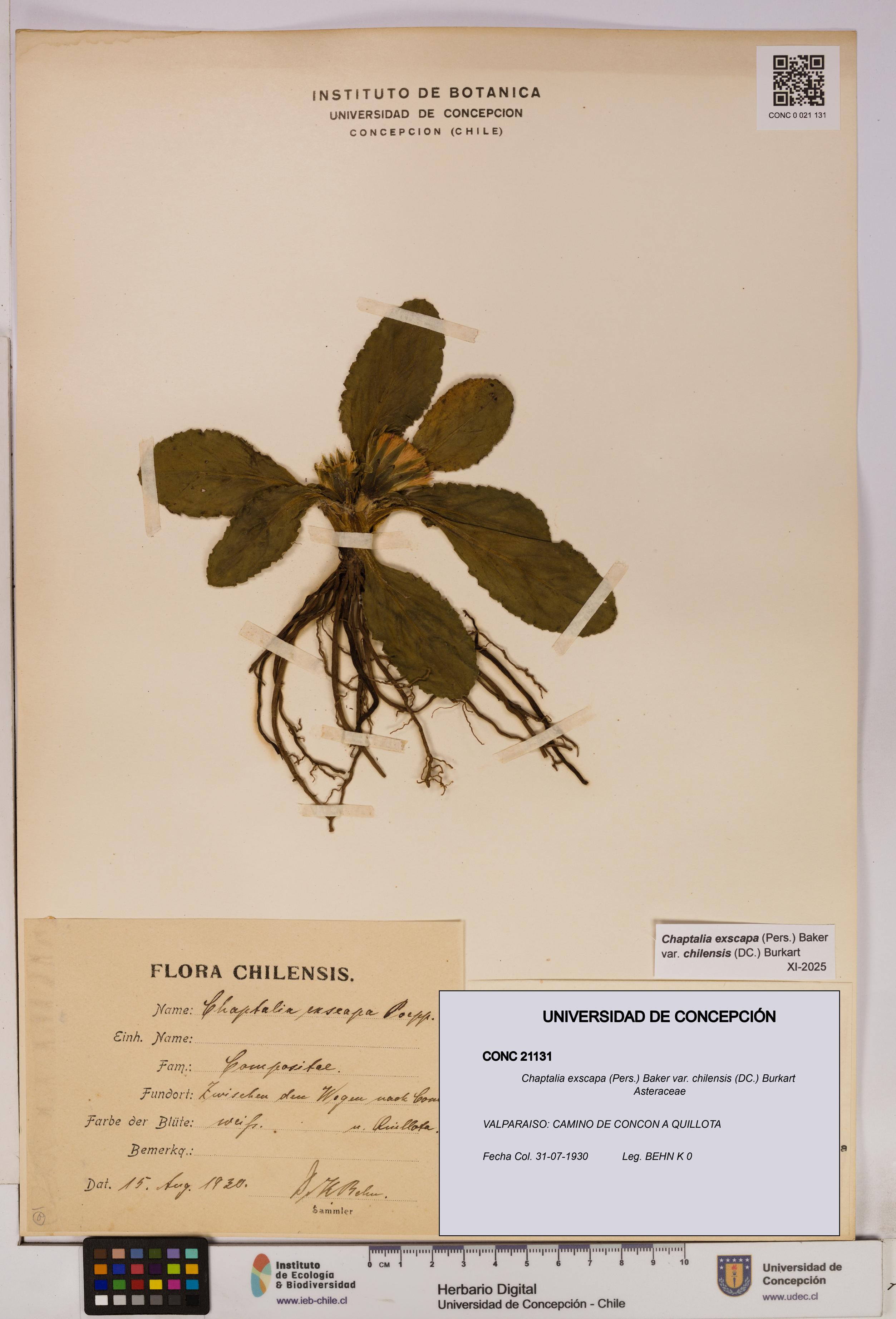 Chaptalia exscapa var. chilensis [Espécimen: UDEC:CONC:0021131]