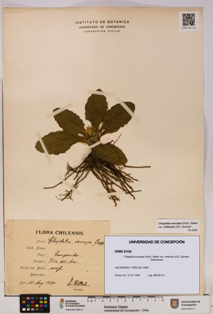 Chaptalia exscapa var. chilensis [Espécimen: UDEC:CONC:0021132]
