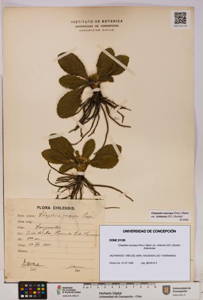 Chaptalia exscapa var. chilensis [Espécimen: UDEC:CONC:0021133]