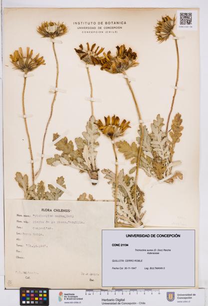 Trichocline aurea [Espécimen: ]