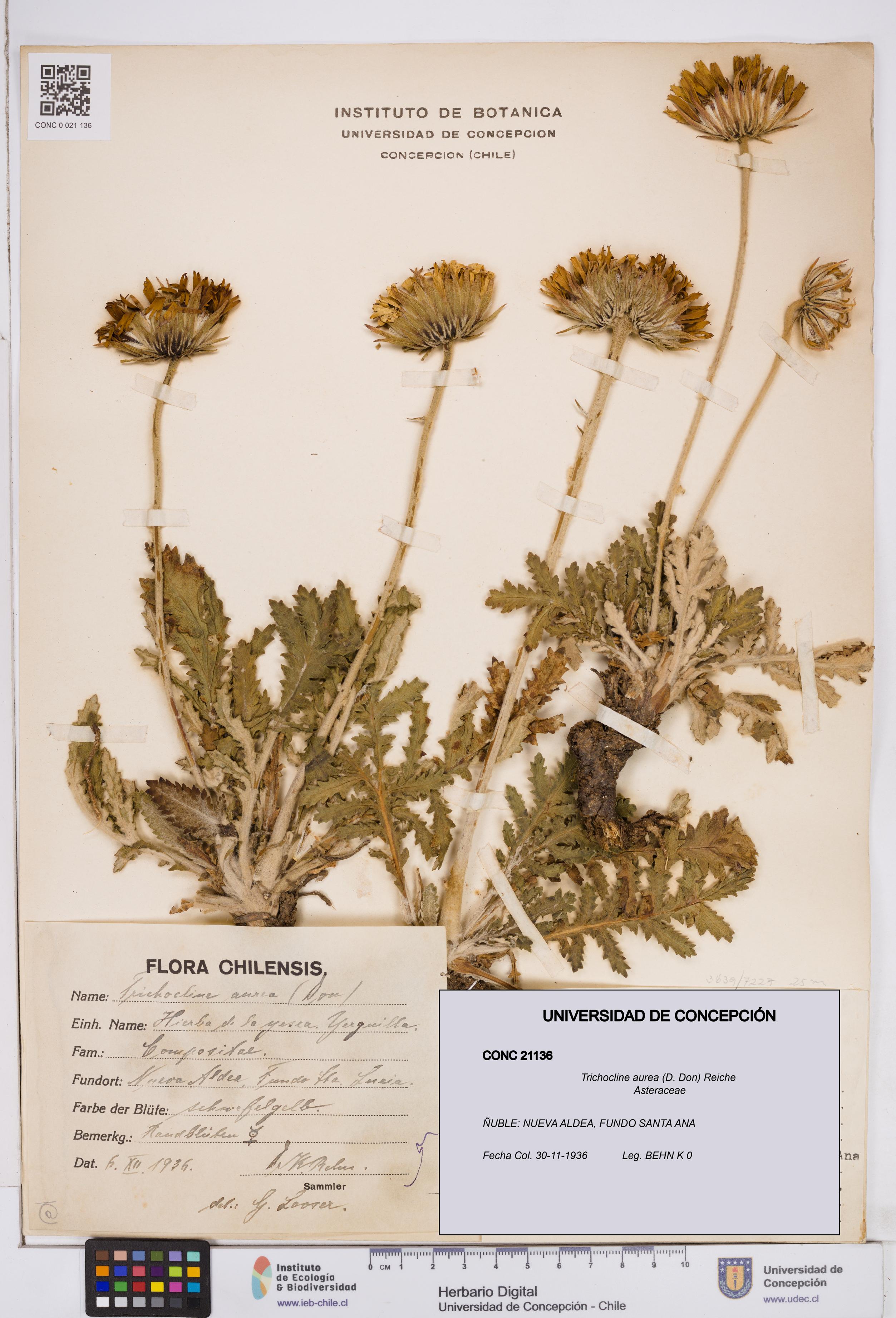 Trichocline aurea [Espécimen: ]