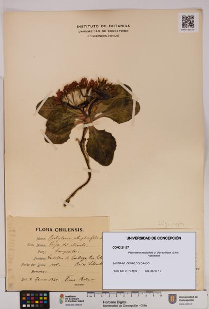 Pachylaena atriplicifolia [Espécimen: ]