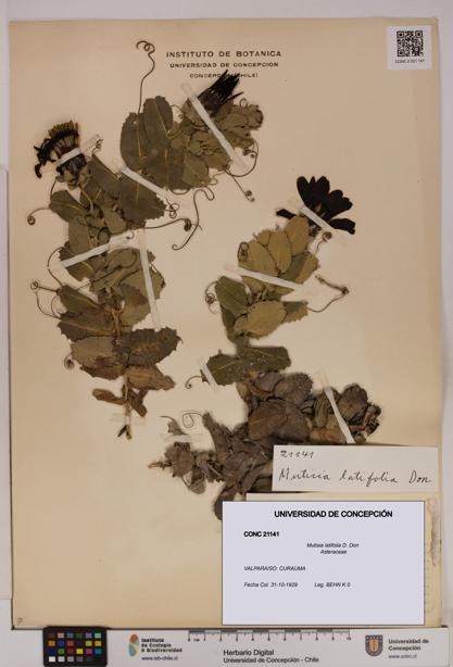 Mutisia latifolia [Espécimen: UDEC:CONC:0021141]