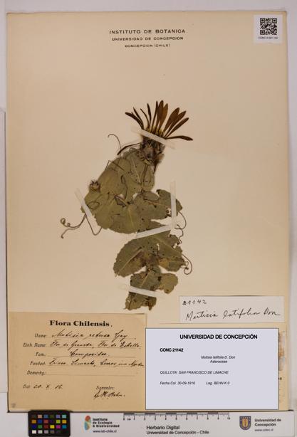 Mutisia latifolia [Espécimen: UDEC:CONC:0021142]