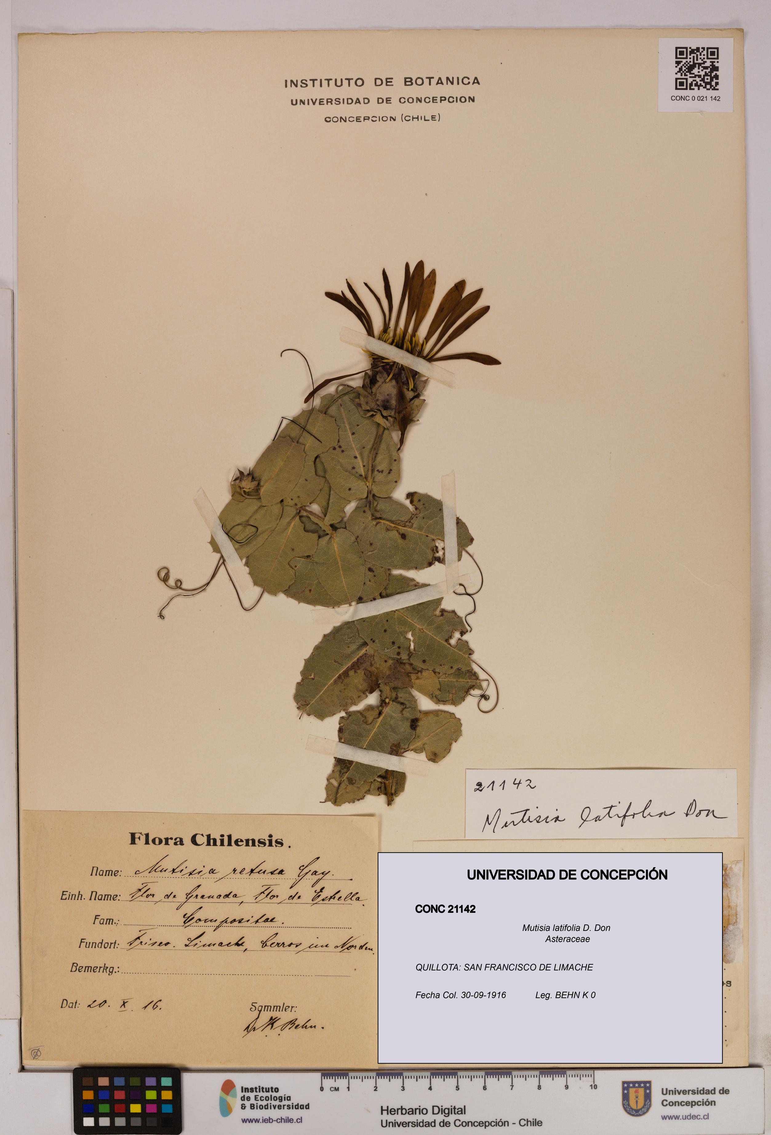 Mutisia latifolia [Espécimen: UDEC:CONC:0021142]