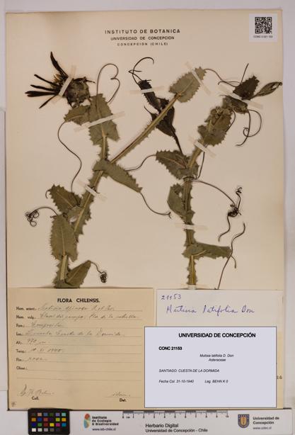 Mutisia latifolia [Espécimen: UDEC:CONC:0021153]