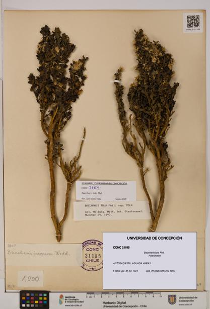 Baccharis tola [Espécimen: UDEC:CONC:0021155]