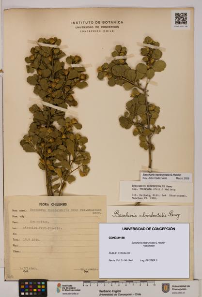Baccharis neotruncata [Espécimen: UDEC:CONC:0021156]
