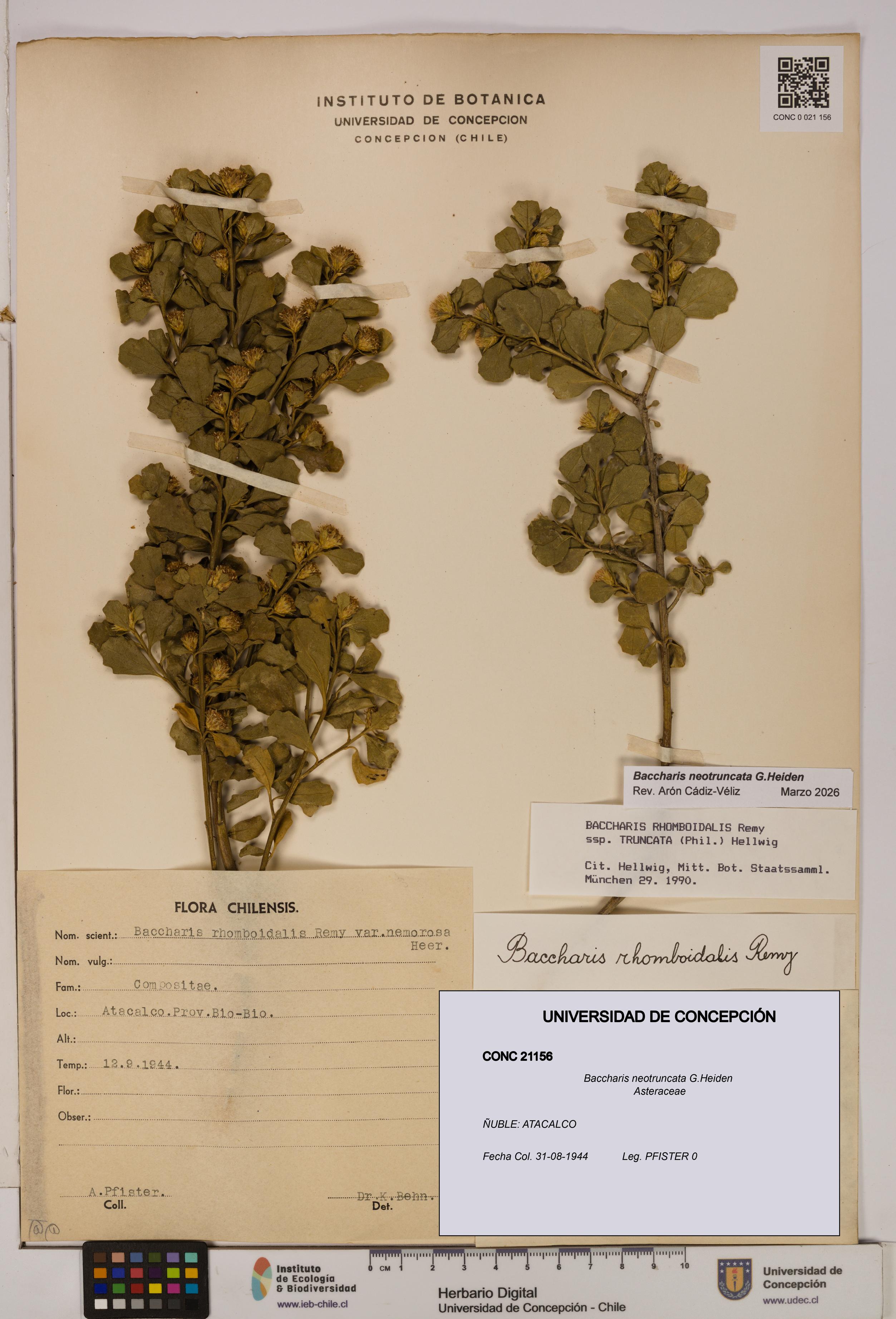 Baccharis neotruncata [Espécimen: UDEC:CONC:0021156]
