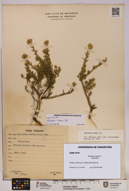 Baccharis neaei [Espécimen: UDEC:CONC:0021157]