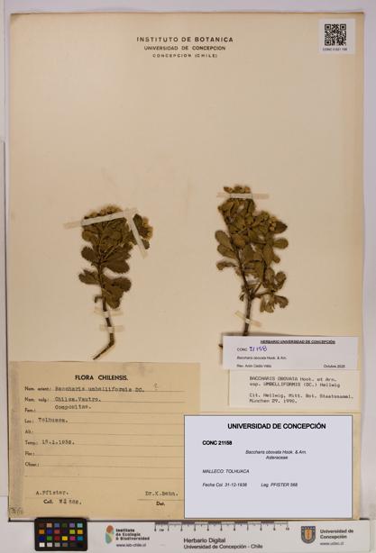 Baccharis obovata [Espécimen: UDEC:CONC:0021158]