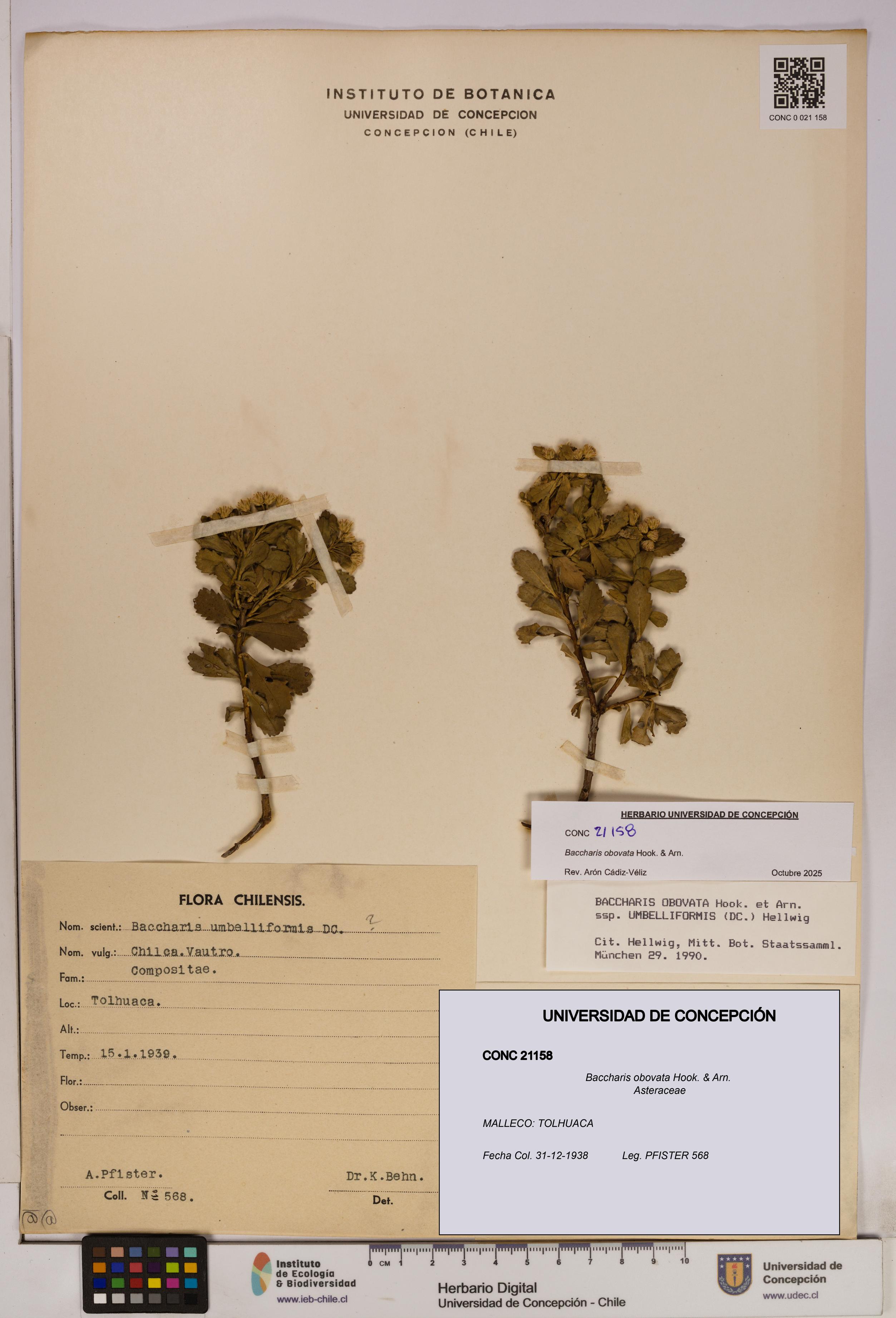 Baccharis obovata [Espécimen: UDEC:CONC:0021158]