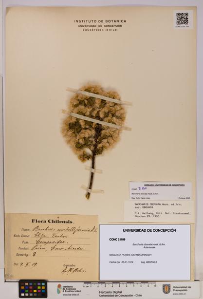 Baccharis obovata [Espécimen: UDEC:CONC:0021159]