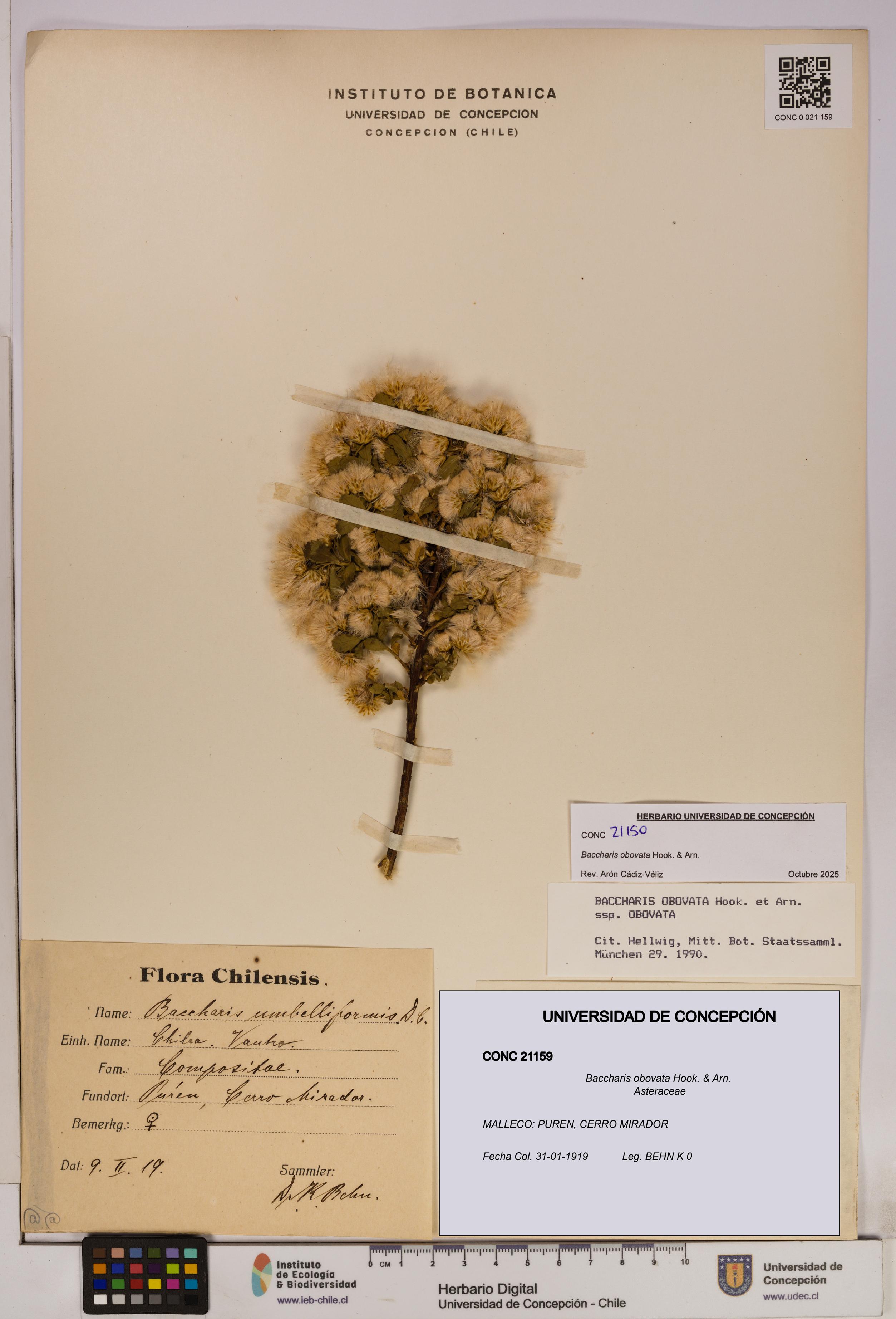Baccharis obovata [Espécimen: UDEC:CONC:0021159]