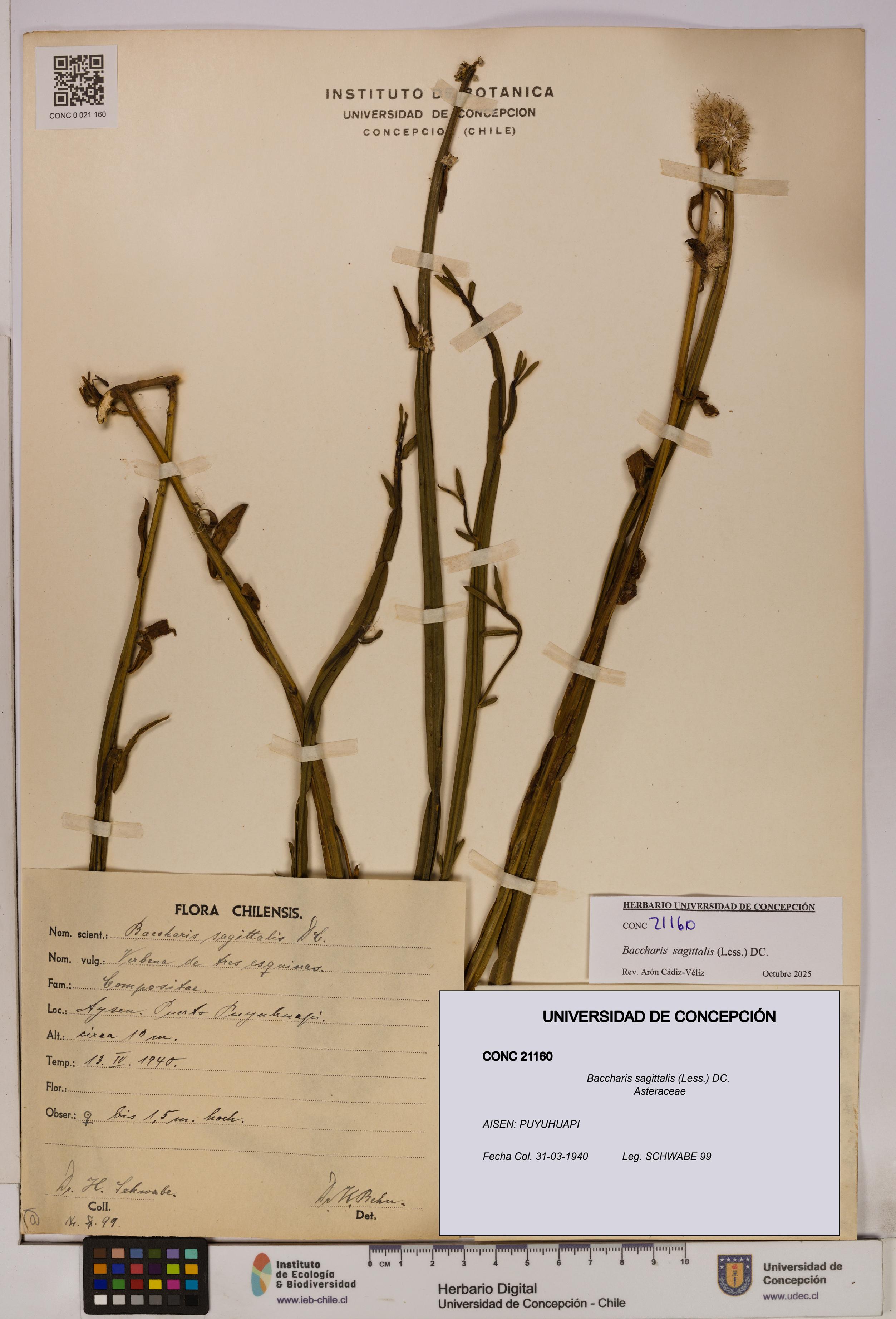 Baccharis sagittalis [Espécimen: UDEC:CONC:0021160]