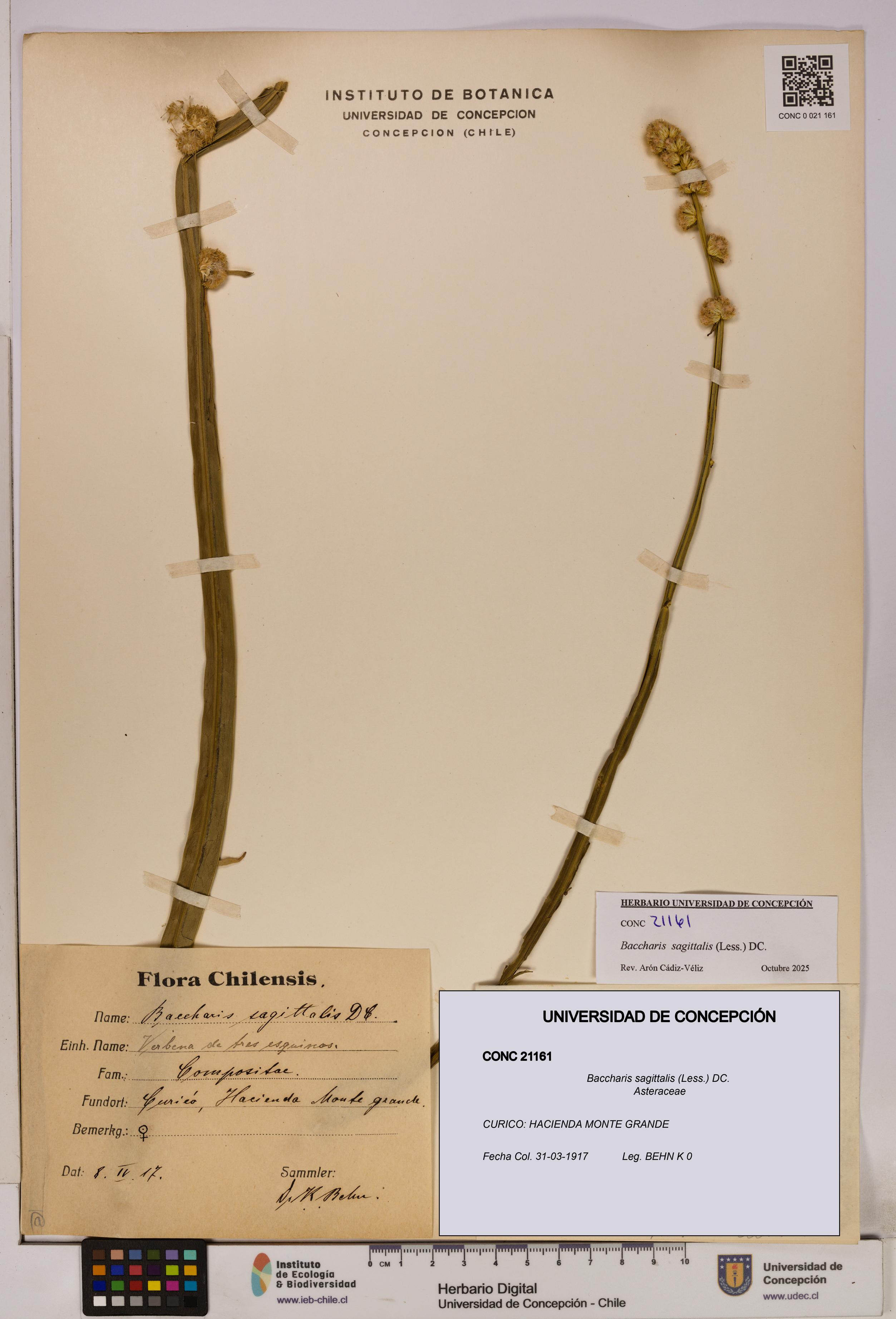 Baccharis sagittalis [Espécimen: UDEC:CONC:0021161]