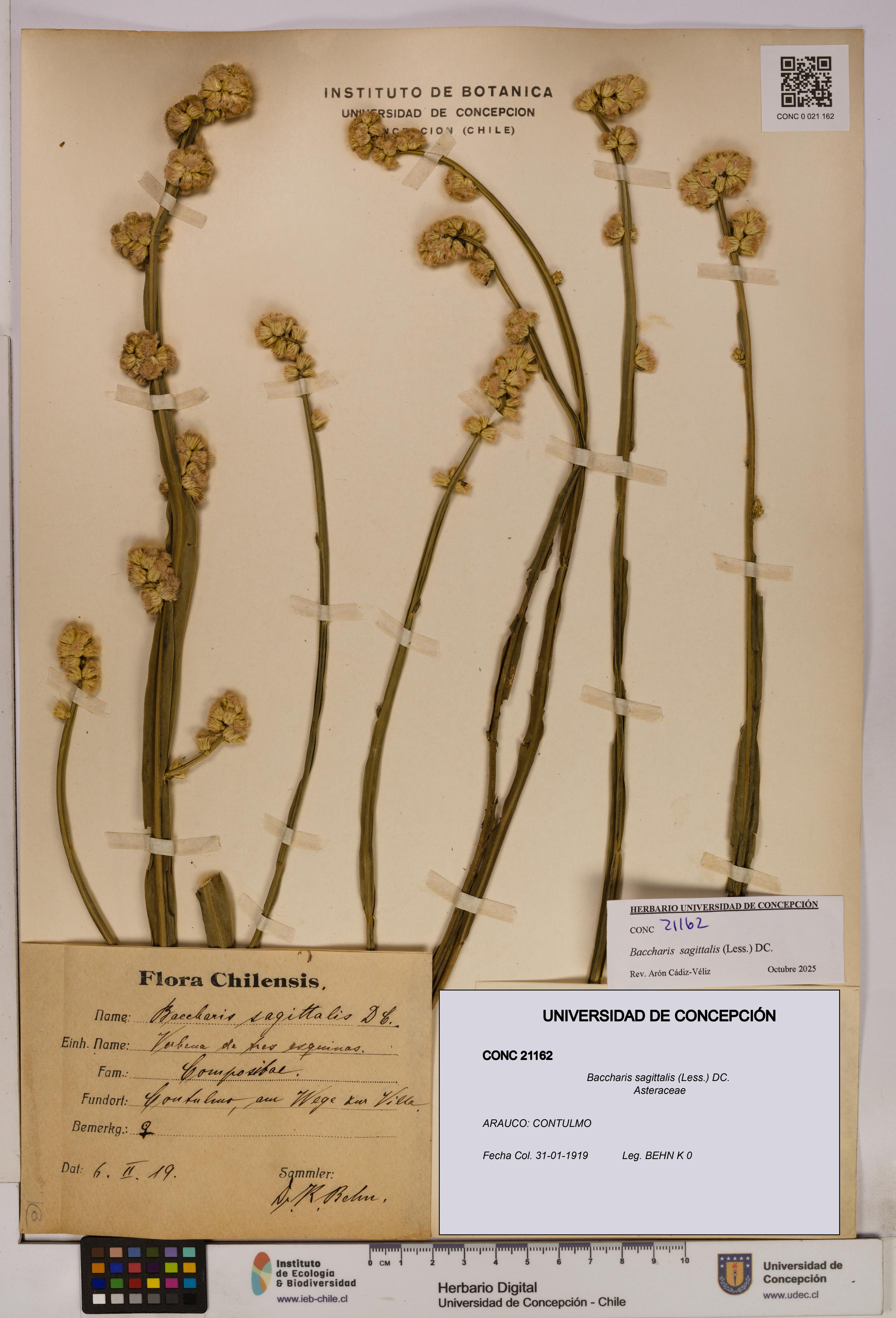 Baccharis sagittalis [Espécimen: UDEC:CONC:0021162]