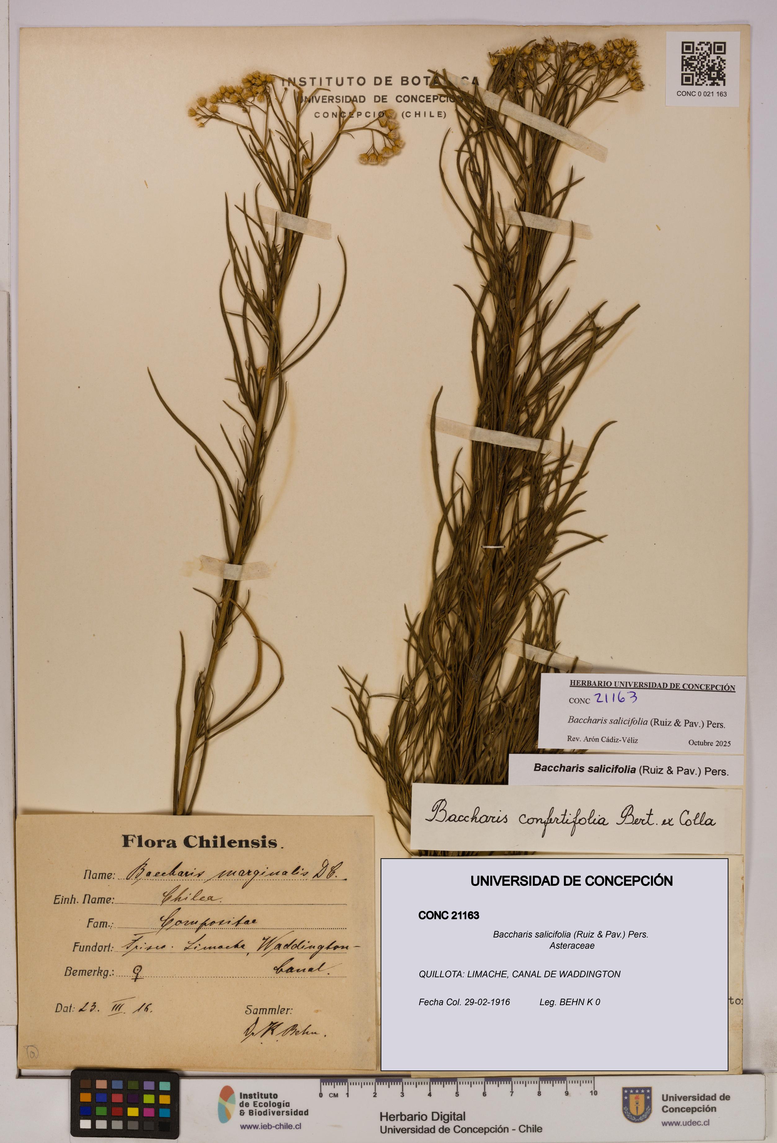 Baccharis salicifolia [Espécimen: UDEC:CONC:0021163]