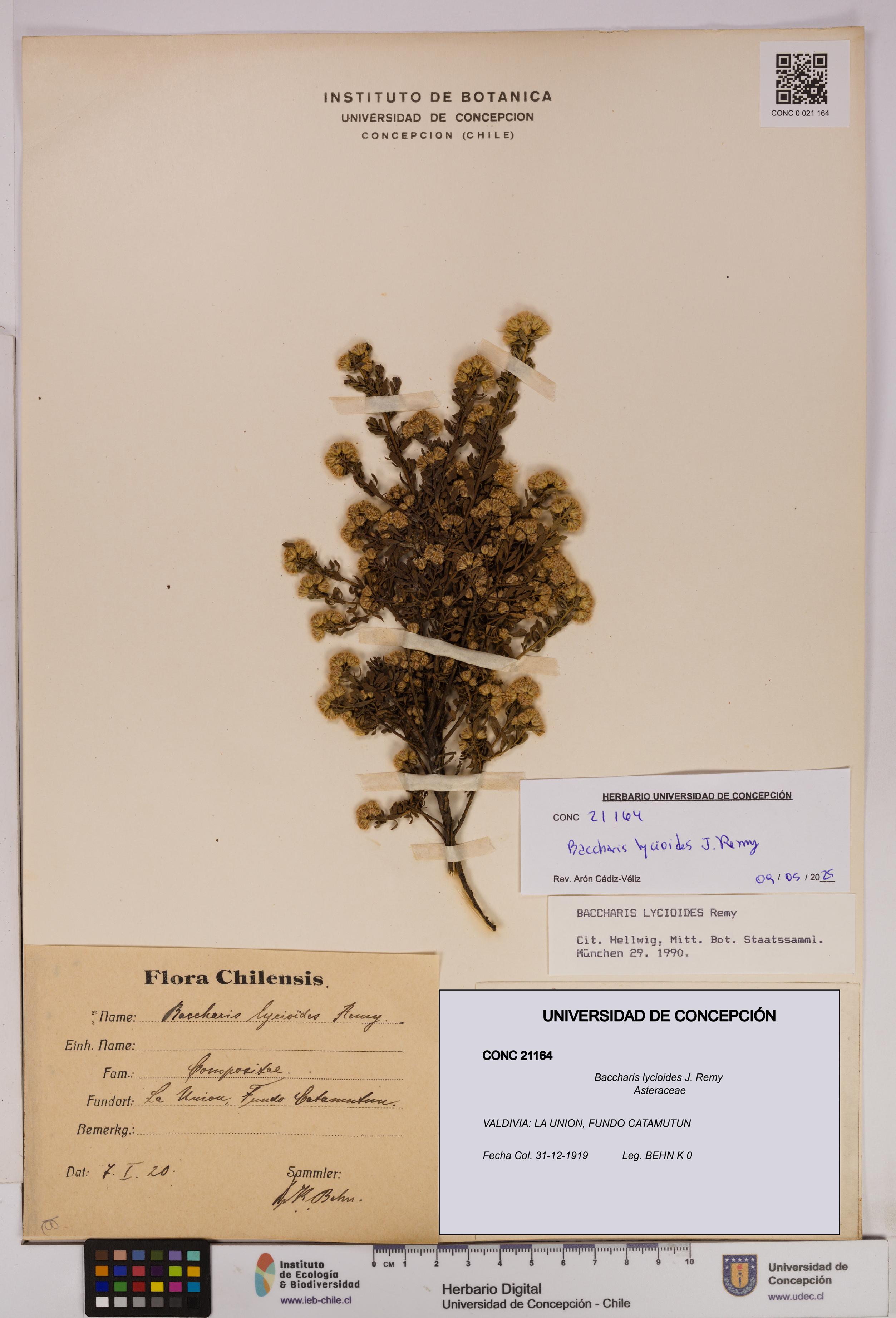 Baccharis lycioides [Espécimen: UDEC:CONC:0021164]