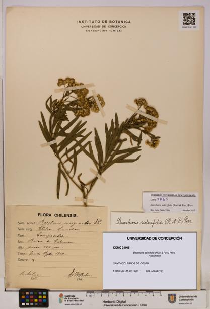 Baccharis salicifolia [Espécimen: UDEC:CONC:0021165]