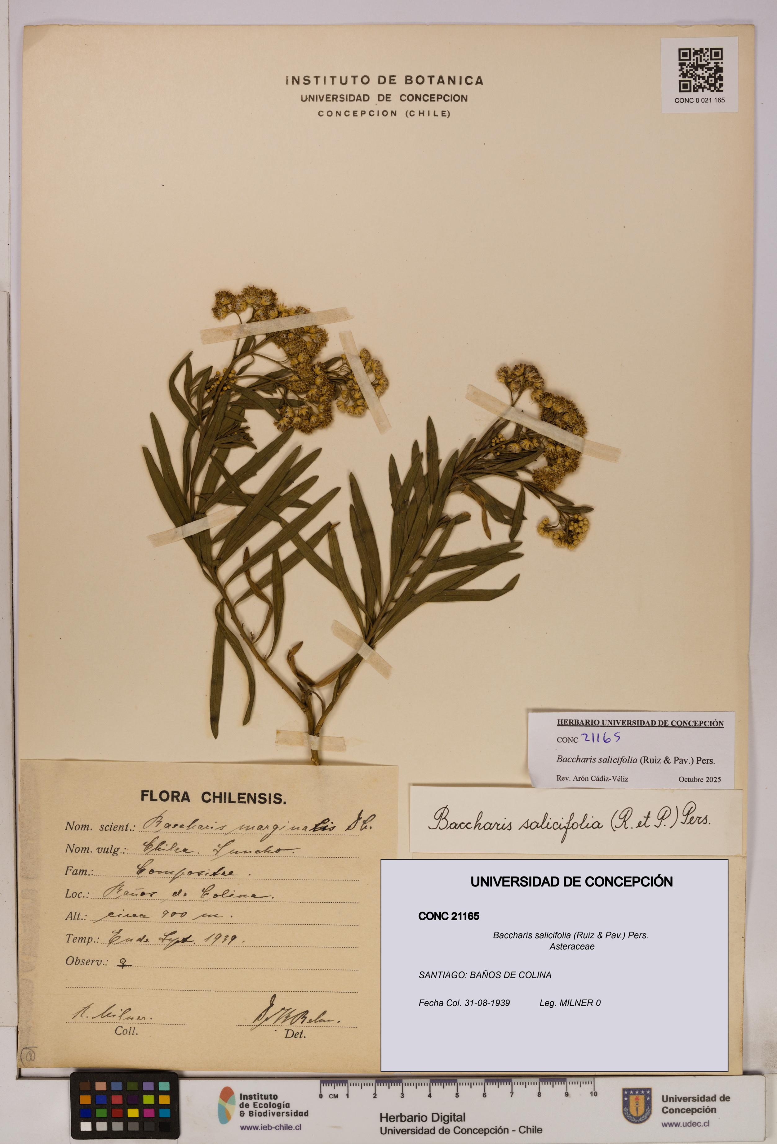 Baccharis salicifolia [Espécimen: UDEC:CONC:0021165]