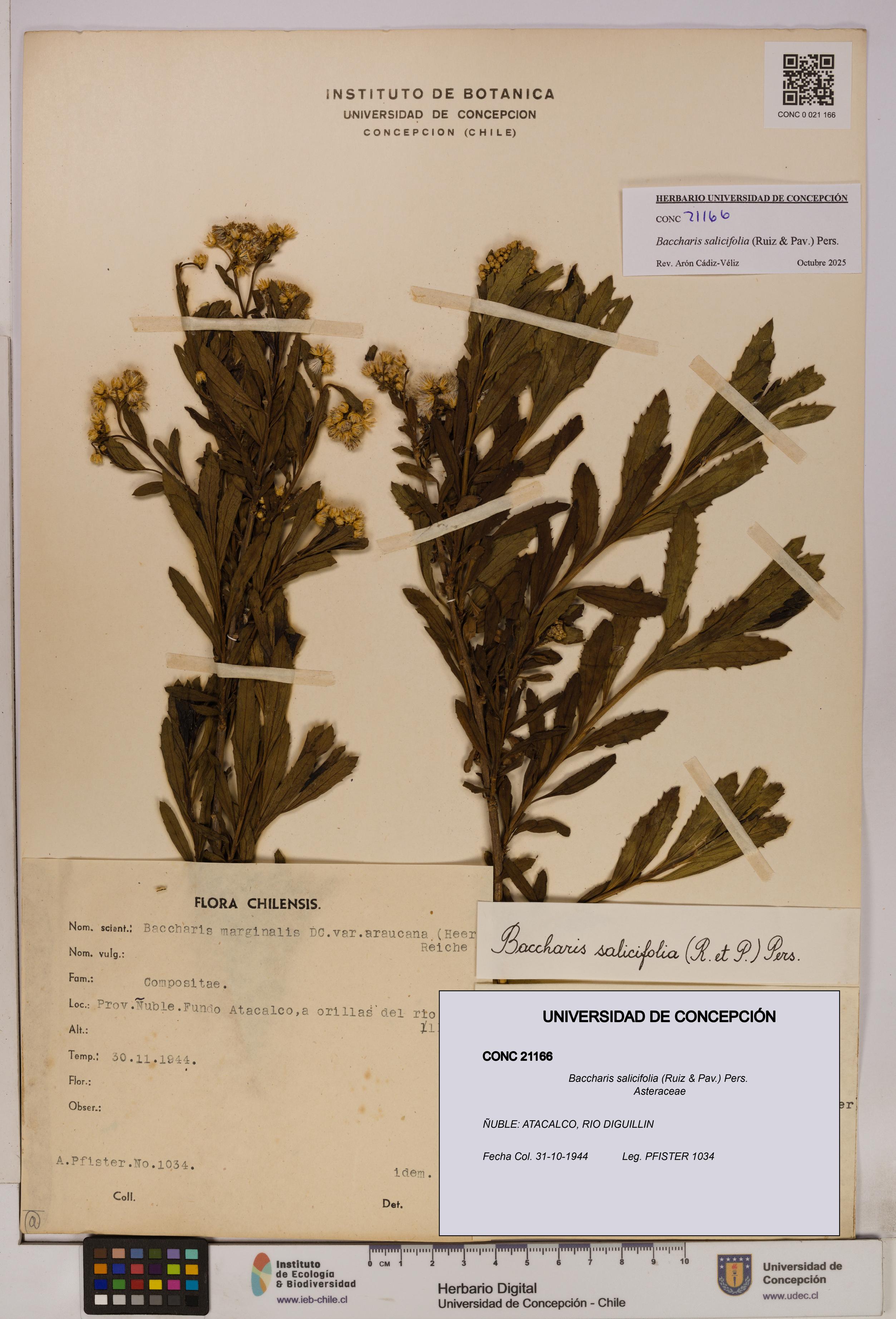 Baccharis salicifolia [Espécimen: UDEC:CONC:0021166]