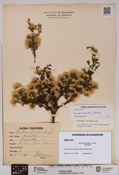 Baccharis lycioides [Espécimen: UDEC:CONC:0021167]