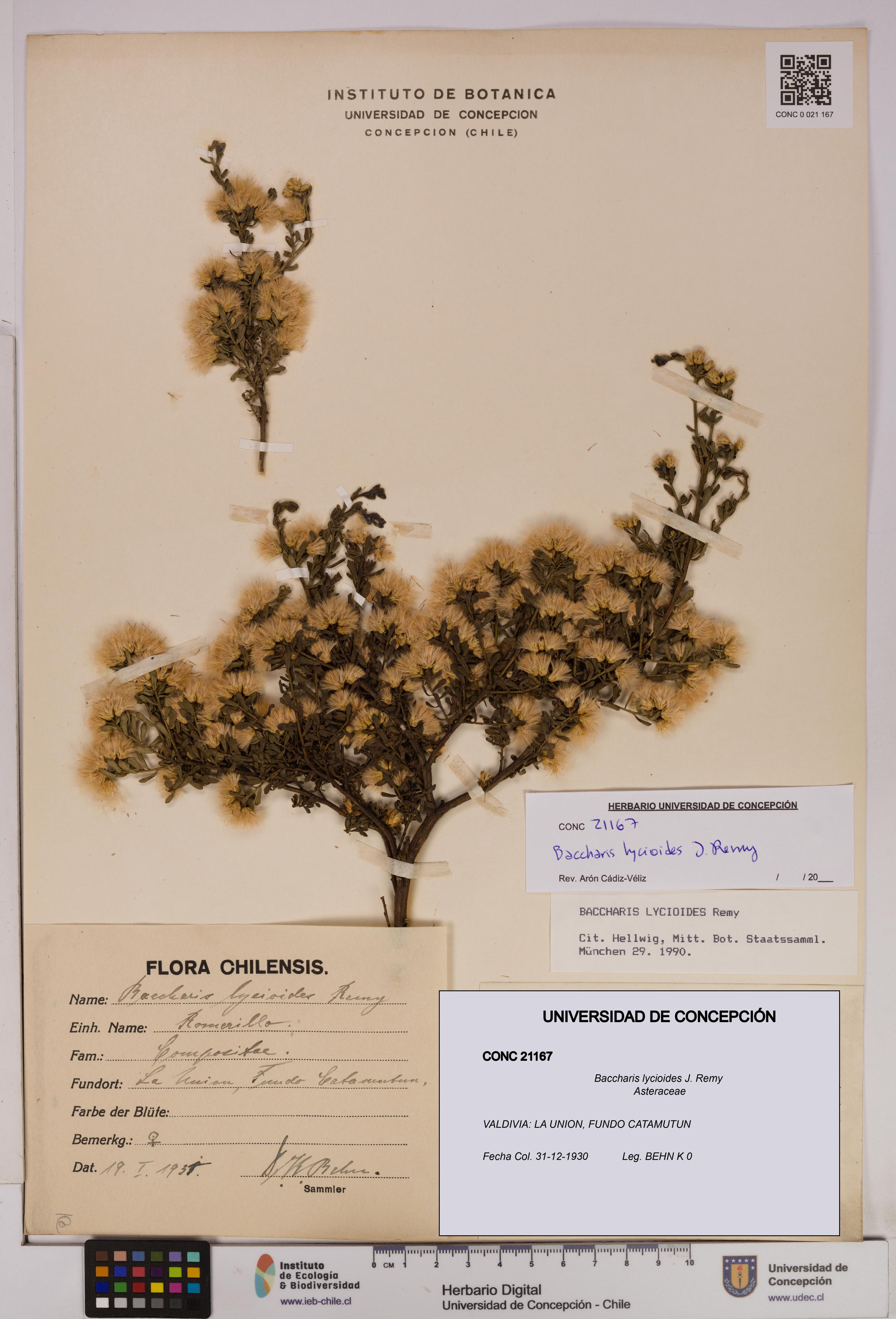 Baccharis lycioides [Espécimen: UDEC:CONC:0021167]