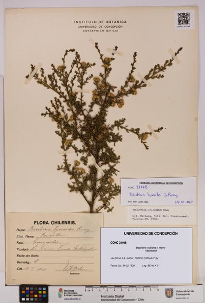 Baccharis lycioides [Espécimen: UDEC:CONC:0021168]