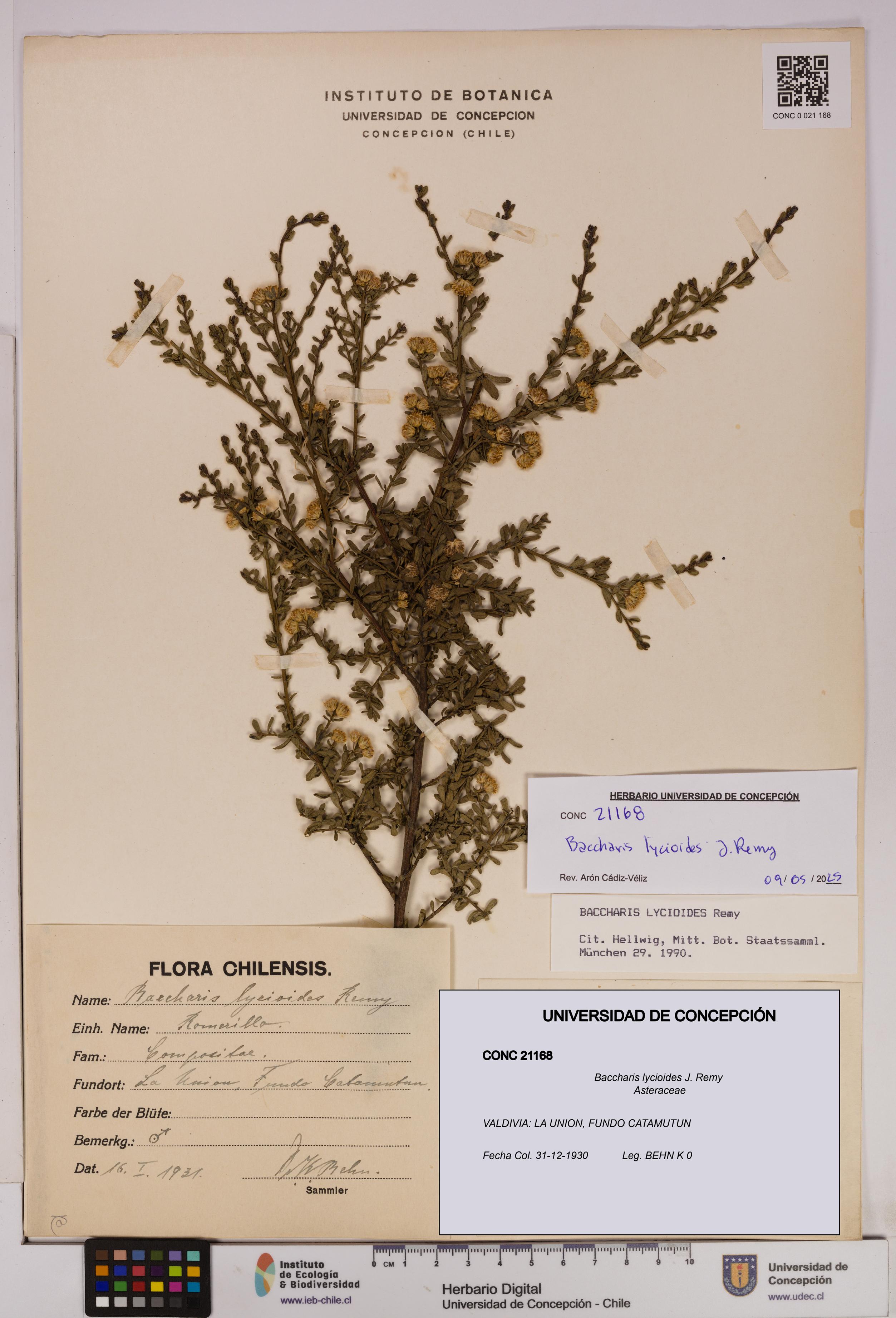 Baccharis lycioides [Espécimen: UDEC:CONC:0021168]