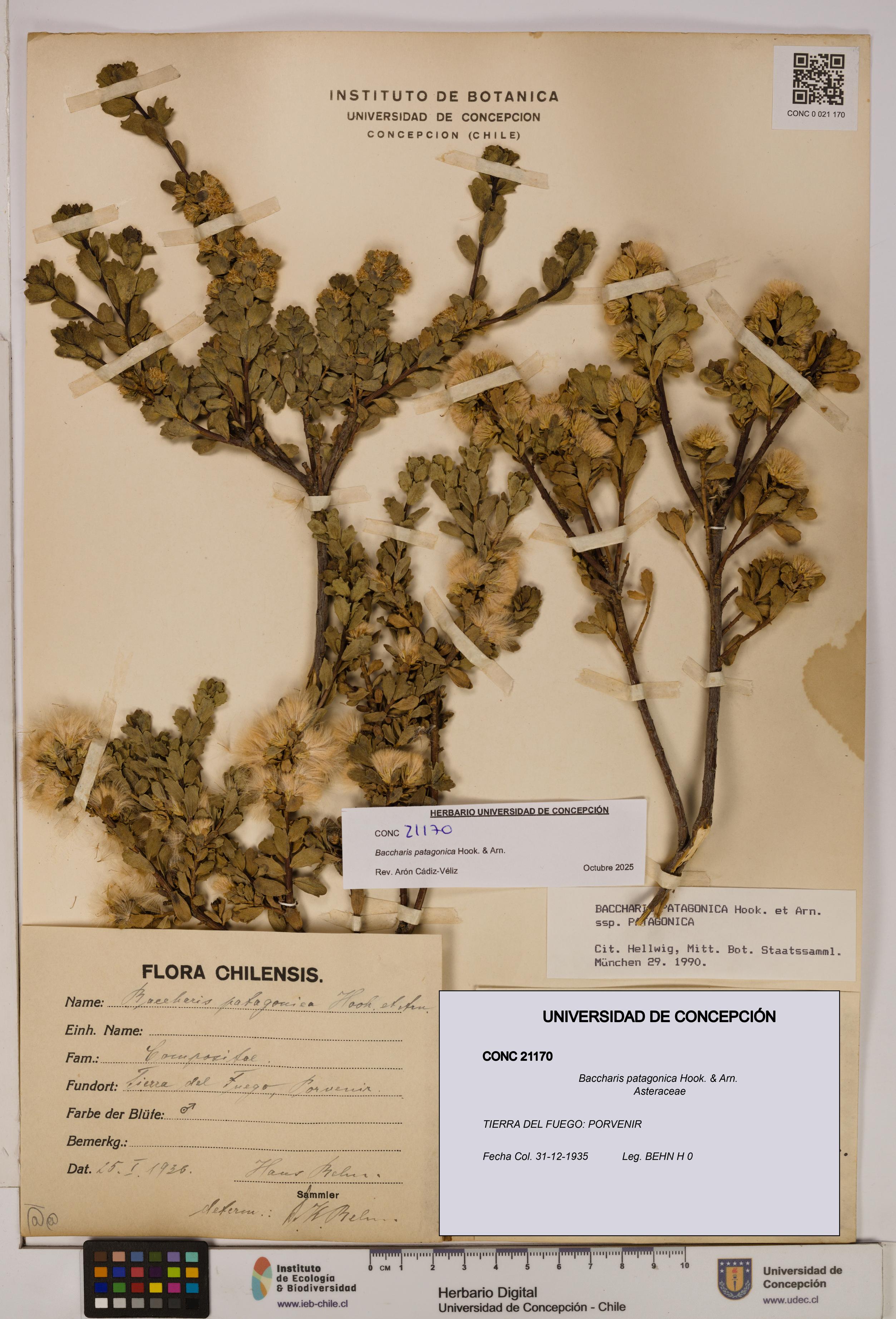 Baccharis patagonica [Espécimen: UDEC:CONC:0021170]