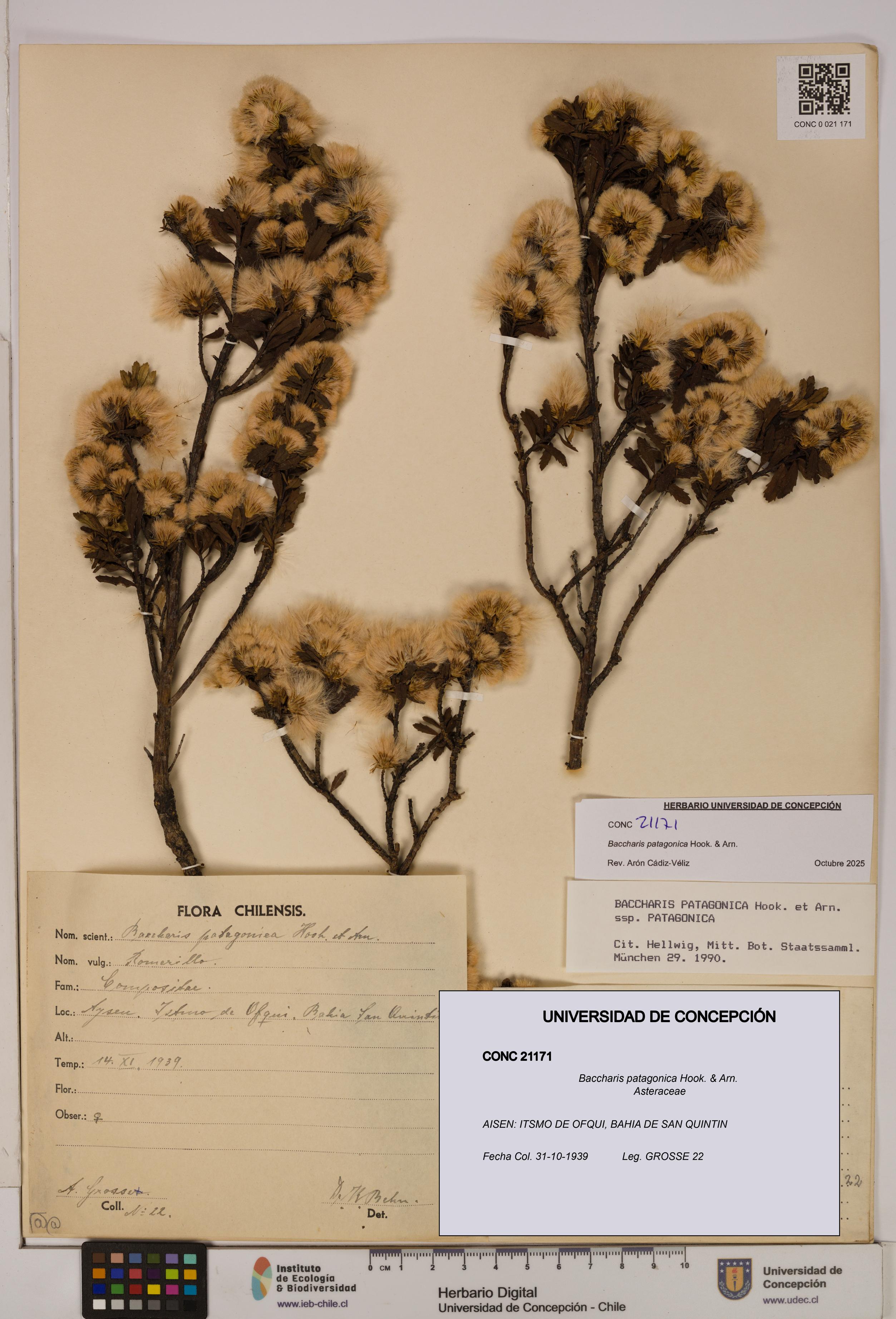 Baccharis patagonica [Espécimen: UDEC:CONC:0021171]