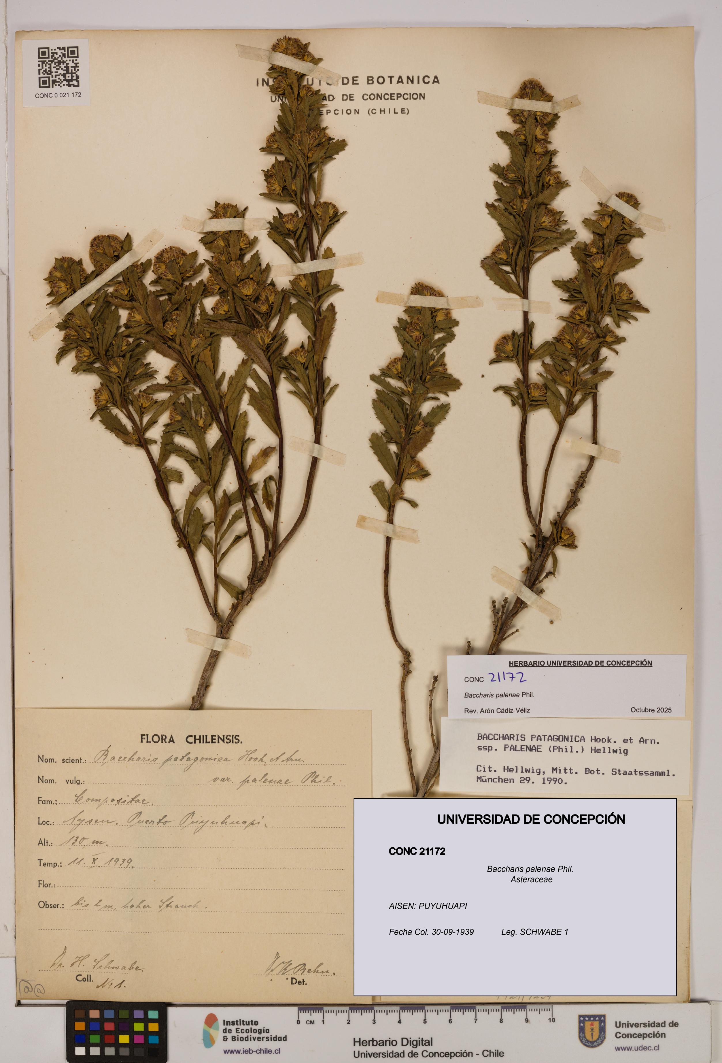 Baccharis patagonica [Espécimen: UDEC:CONC:0021172]