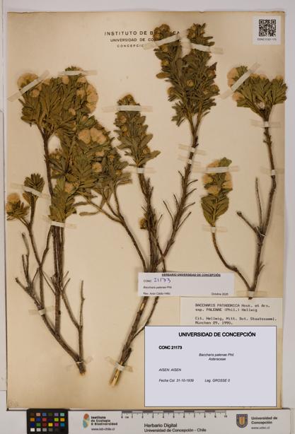 Baccharis patagonica [Espécimen: UDEC:CONC:0021173]