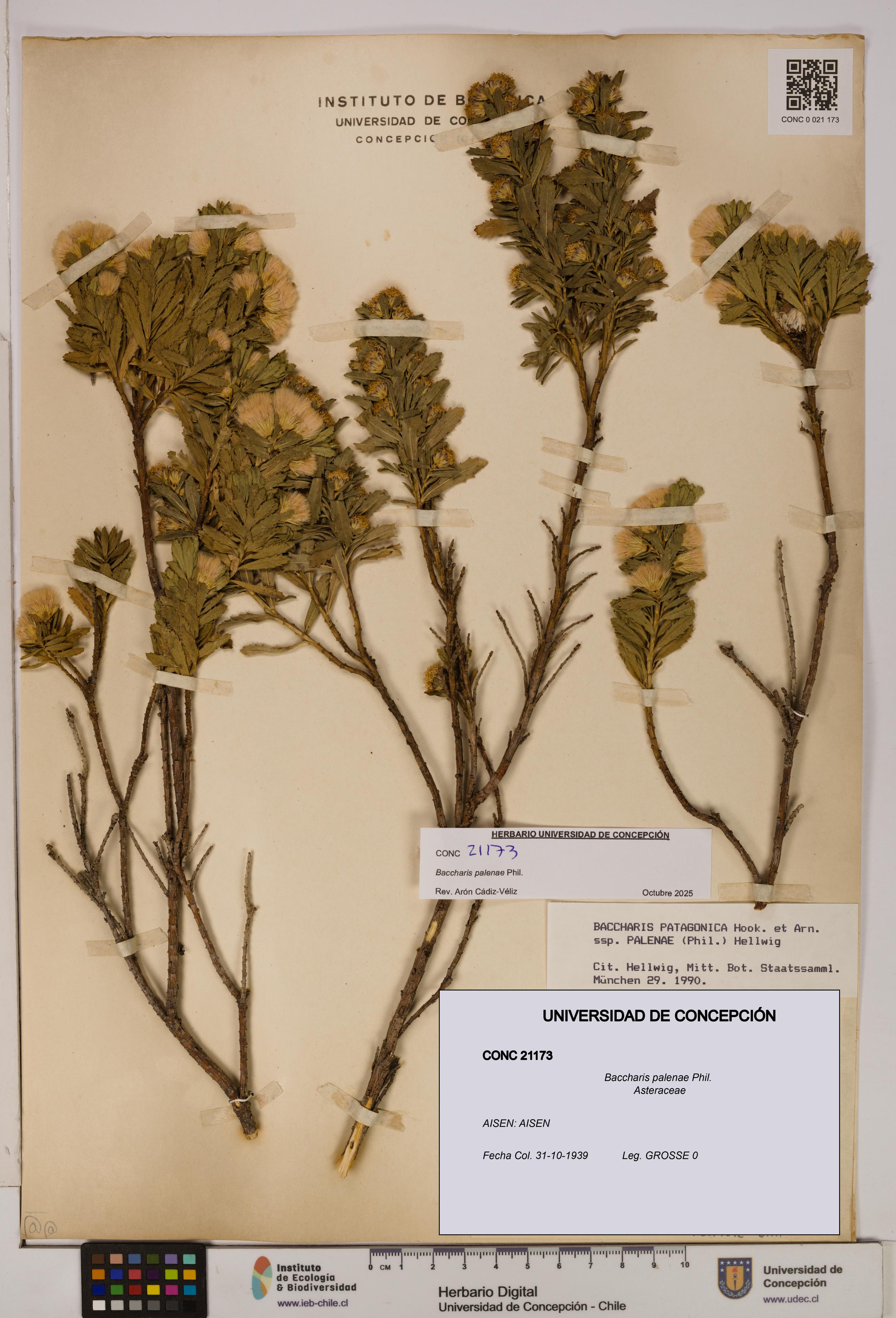 Baccharis patagonica [Espécimen: UDEC:CONC:0021173]