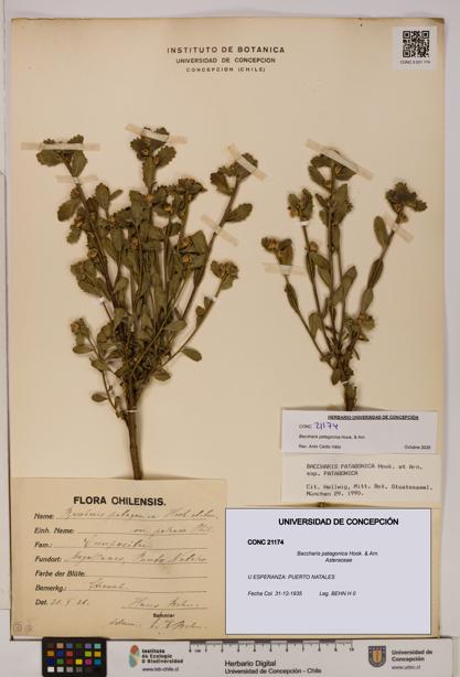 Baccharis patagonica [Espécimen: UDEC:CONC:0021174]