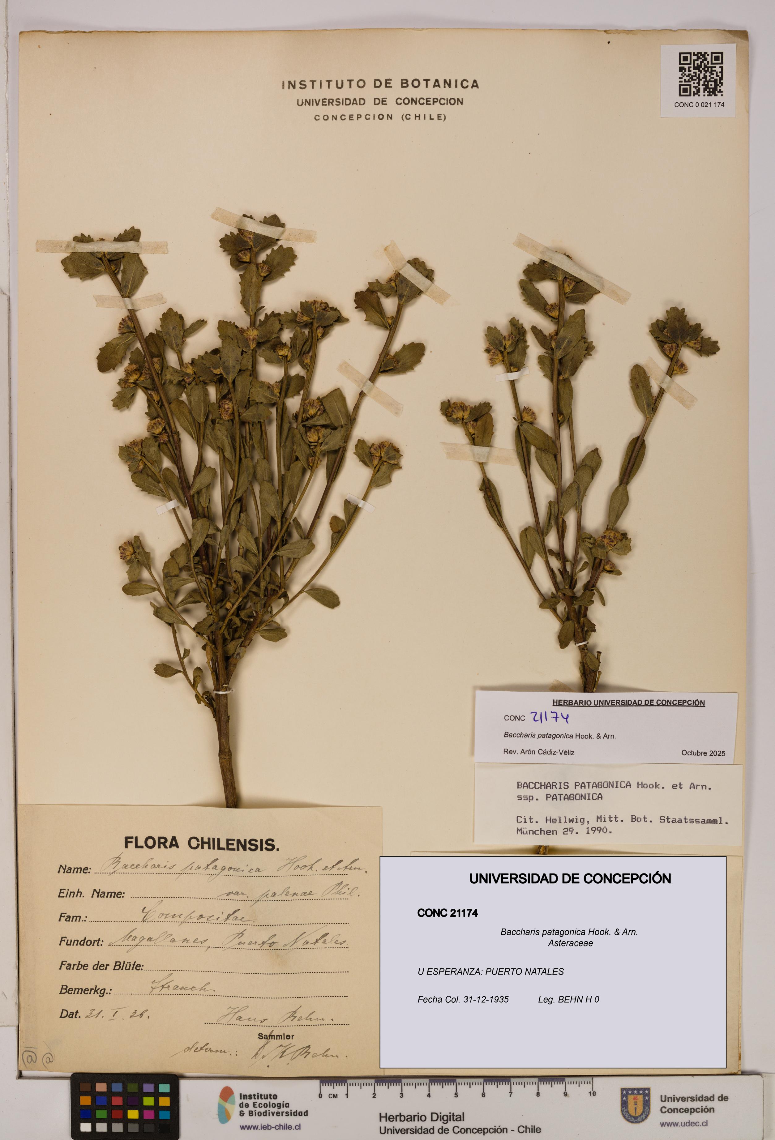 Baccharis patagonica [Espécimen: UDEC:CONC:0021174]