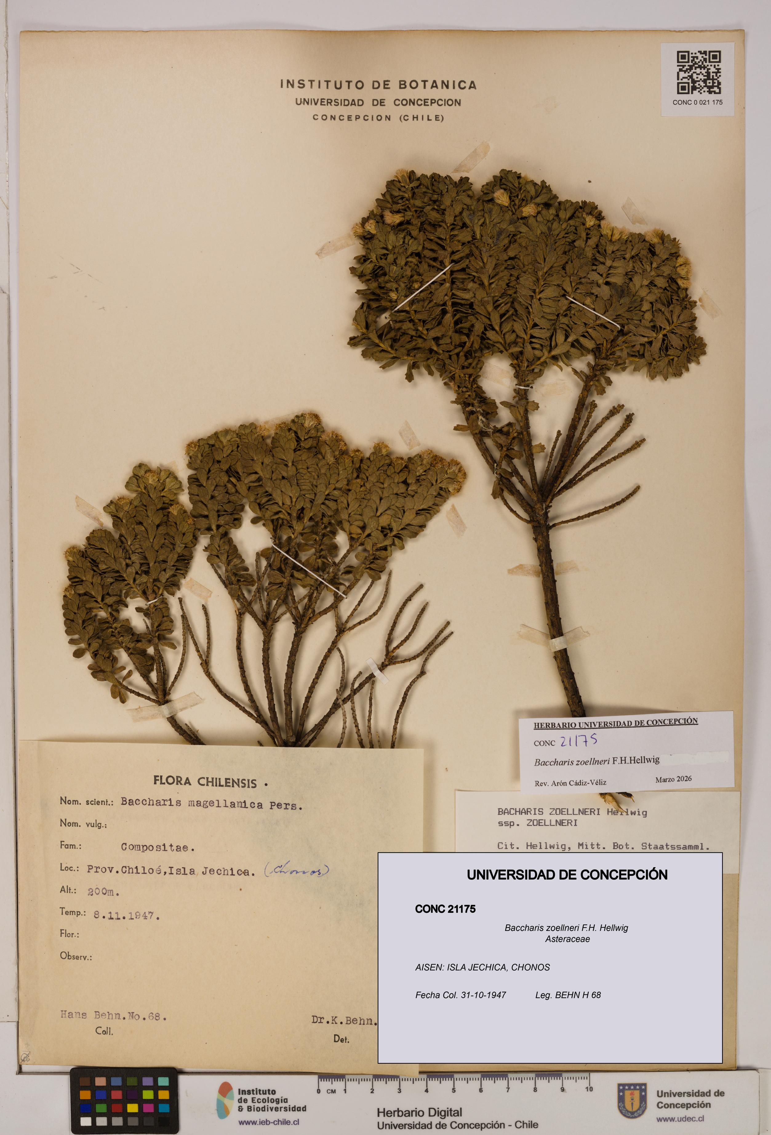 Baccharis zoellneri [Espécimen: UDEC:CONC:0021175]