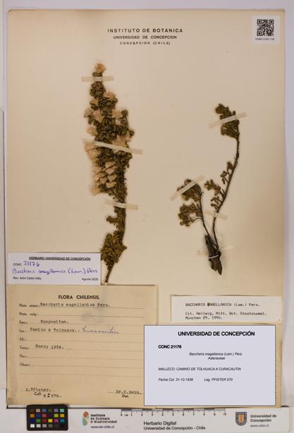 Baccharis magellanica [Espécimen: UDEC:CONC:0021176]