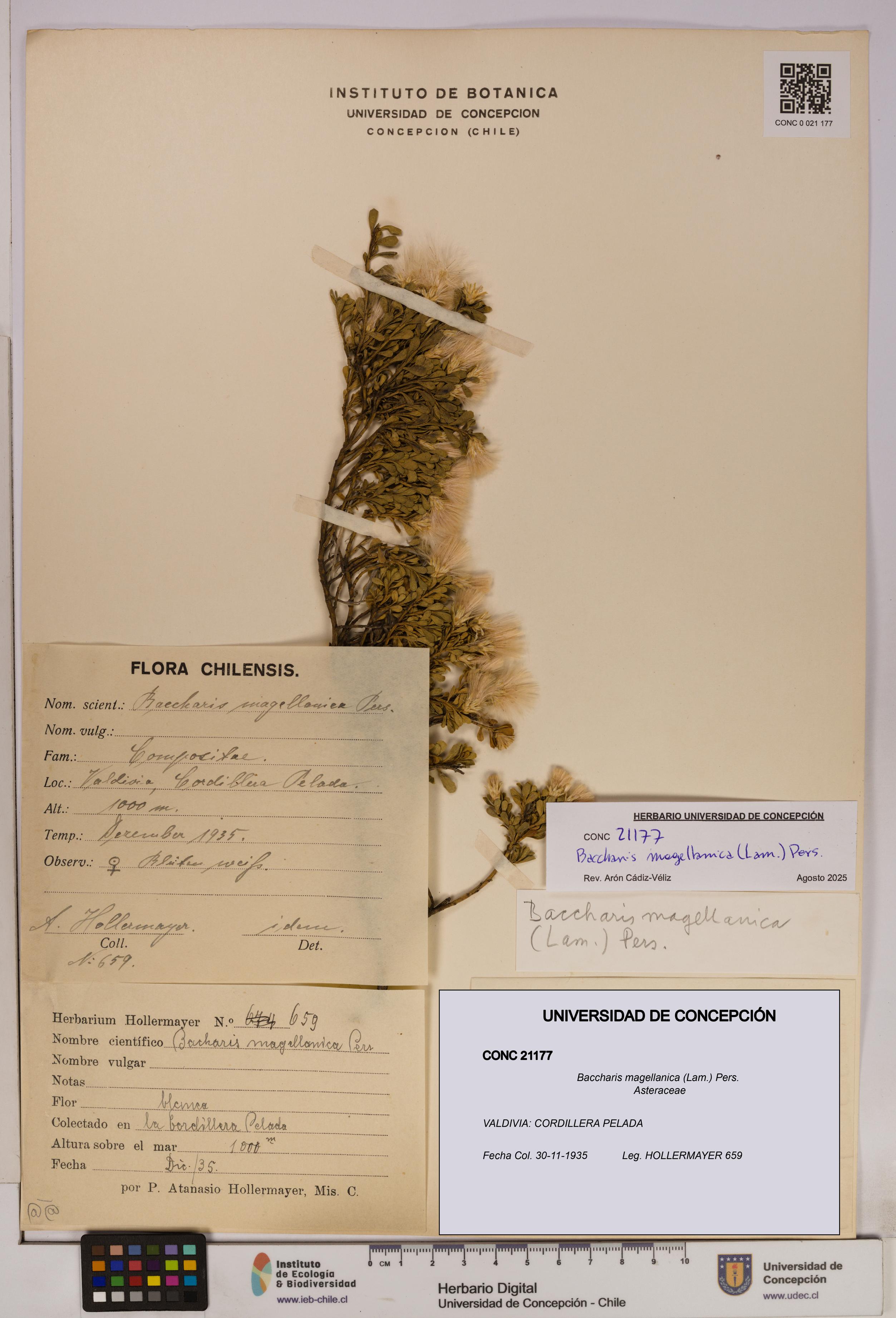 Baccharis magellanica [Espécimen: UDEC:CONC:0021177]