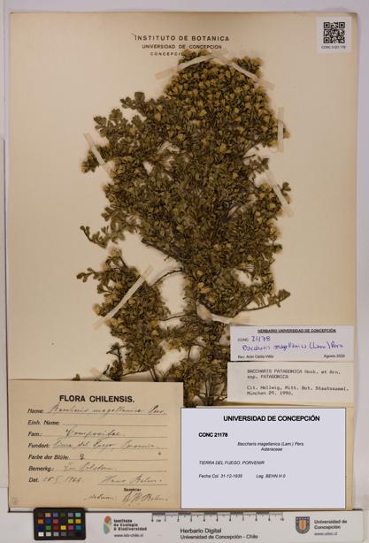 Baccharis magellanica [Espécimen: UDEC:CONC:0021178]